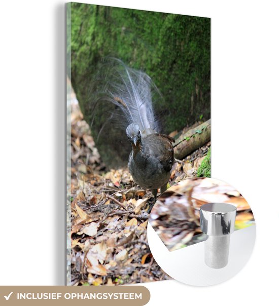 Oiseau lyre au fond d'une forêt Plexiglas 80x120 cm - Tirage photo sur Glas (Décoration murale plexiglas)