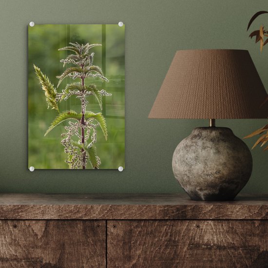 Une ortie en fleur Plexiglas 20x30 cm - petit - Tirage photo sur Glas (décoration murale en plexiglas)