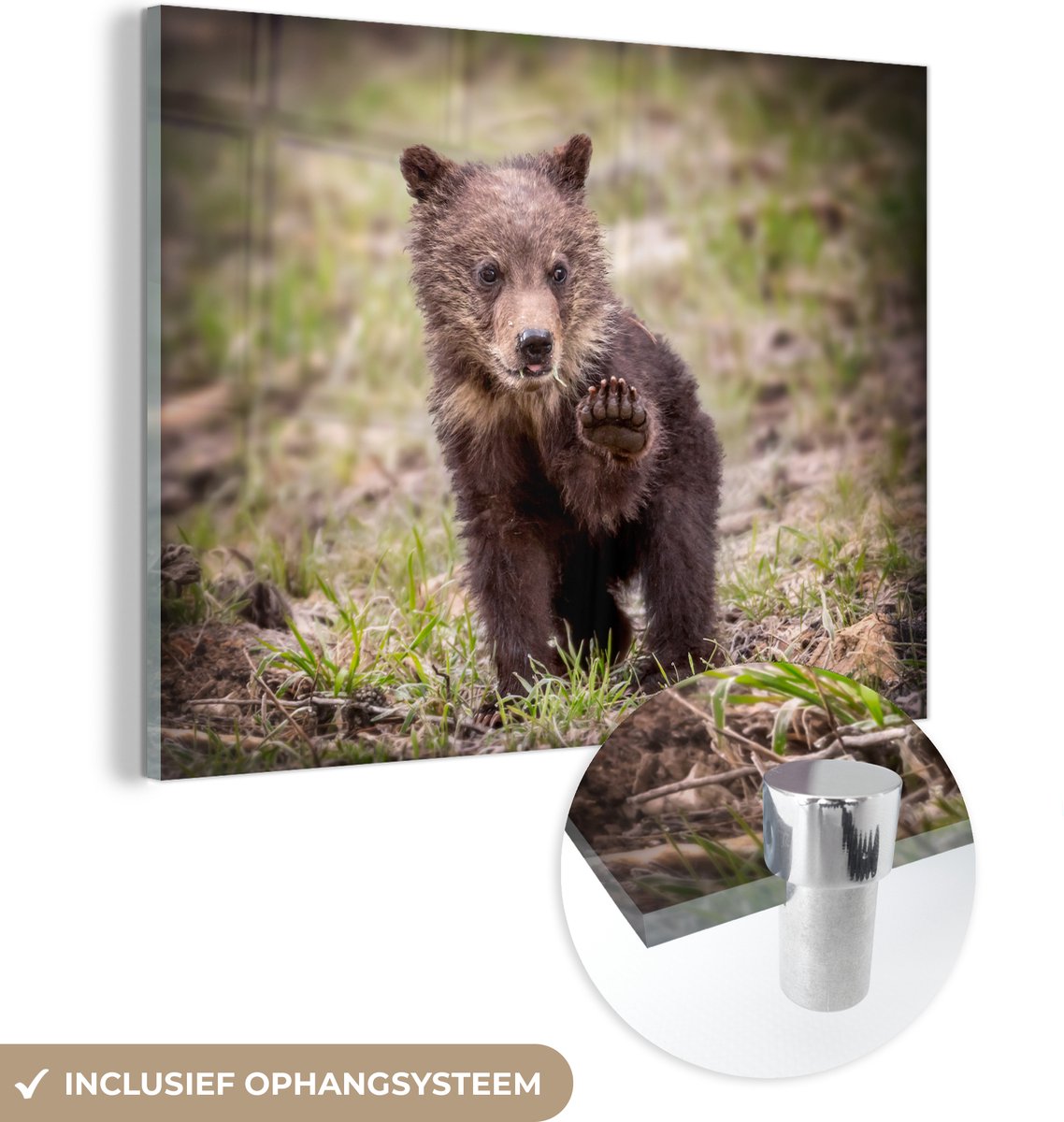 ® Glasschilderij 80x60 cm - Schilderij acrylglas - Beer - Welp - Baby - Foto op glas - Muurdecoratie woonkamer - Wanddecoratie slaapkamer - Schilderijen
