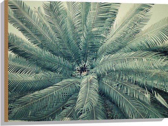 WallClassics - Hout - Bovenaanzicht van Groene Palmboom - 80x60 cm - 9 mm dik - Foto op Hout (Met Ophangsysteem)