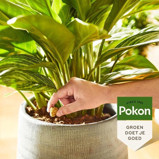 Hand plaatst een Pokon Kamerplanten voedingskegel in potgrond van een grote kamerplant.