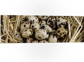 PVC Schuimplaat - Vogeleieren in Nest van Stro - 120x40 cm Foto op PVC Schuimplaat (Met Ophangsysteem)