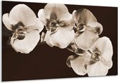 Schilderij Op Canvas Orchidee - Sepia, Bruin - 120x70cm 1Luik - Foto Op Canvas - GroepArt 6000+ Schilderijen 0p Canvas Art Collectie - Wanddecoratie - Woonkamer - Slaapkamer - Canvas Print