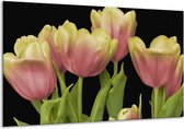 Glasschilderij Tulpen - Roze, Zwart, Wit - 120x70cm 1Luik - Foto Op Glas - Geen Acrylglas Schilderij - GroepArt 6000+ Glasschilderijen Art Collectie - Wanddecoratie - Woonkamer - Slaapkamer