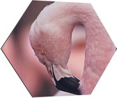 Dibond Hexagon - Gebogen Kop van Roze Flamingo - 70x60.9 cm Foto op Hexagon (Met Ophangsysteem)