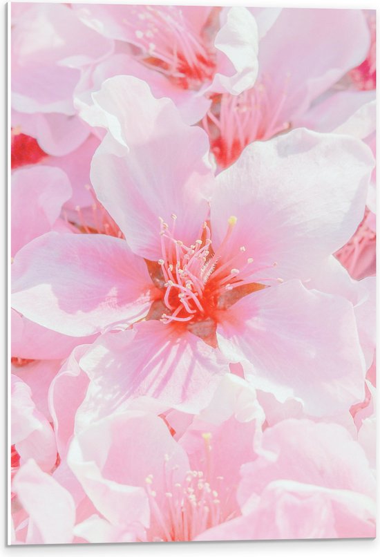 PVC Schuimplaat- Japanse Sakura Bloesem Bloemen in het Roze - 40x60 cm Foto op PVC Schuimplaat