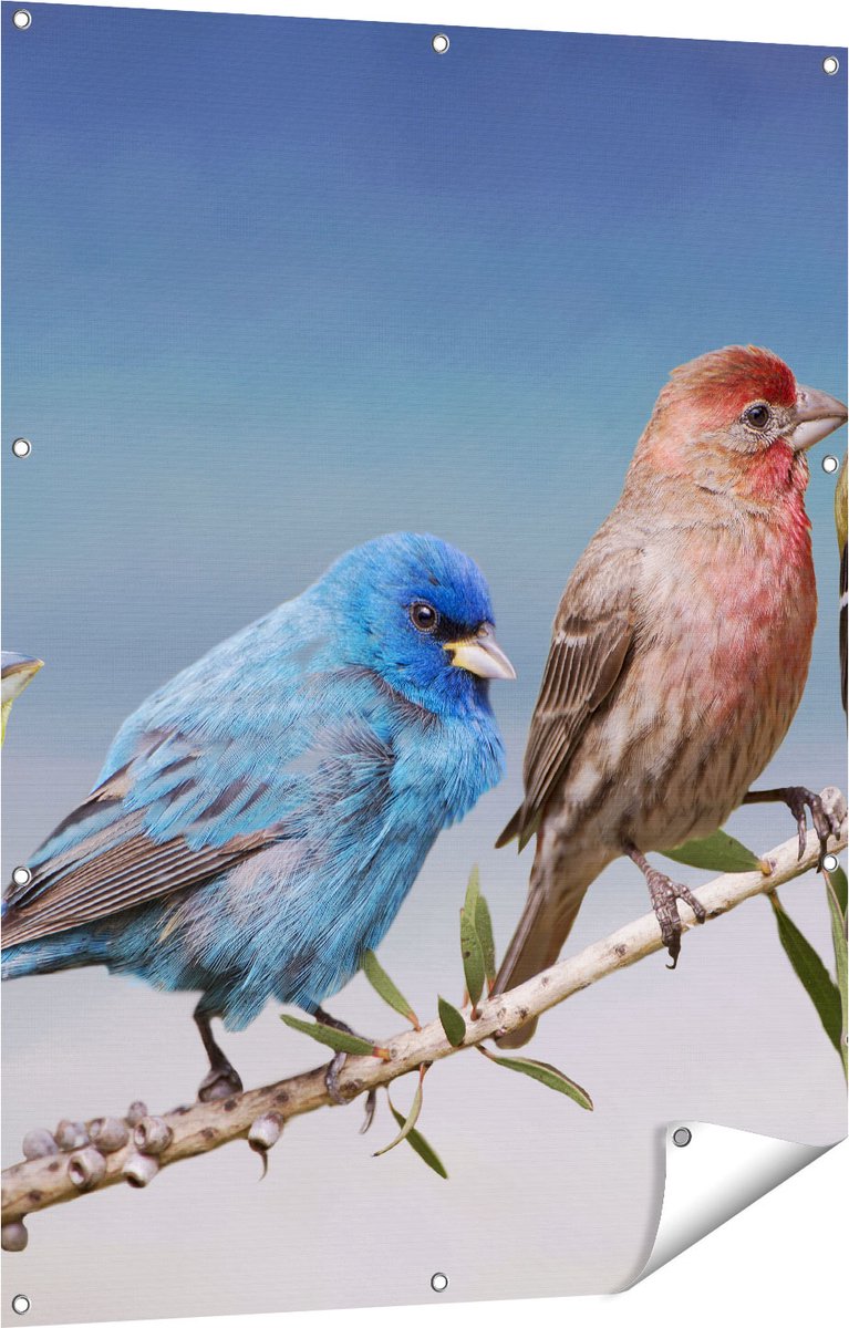 Gards Tuinposter Kleurrijke Zangvogels op een Tak - Kleur - 90x120 cm - Tuindoek - Tuindecoratie - Wanddecoratie buiten - Tuinschilderij Multikleur