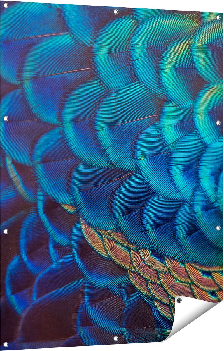 Gards Tuinposter Kleurrijke Pauw Veren van Dichtbij - 90x120 cm - Tuindoek - Tuindecoratie - Wanddecoratie buiten - Tuinschilderij Multikleur