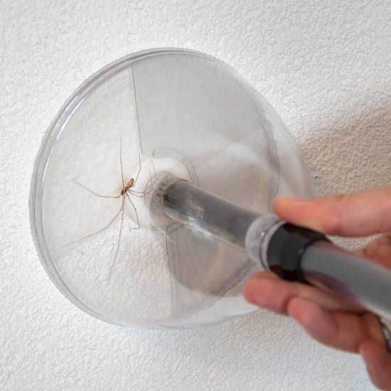 Een hand houdt een insectenvanger met een spin erin vast, tegen een witte muur.