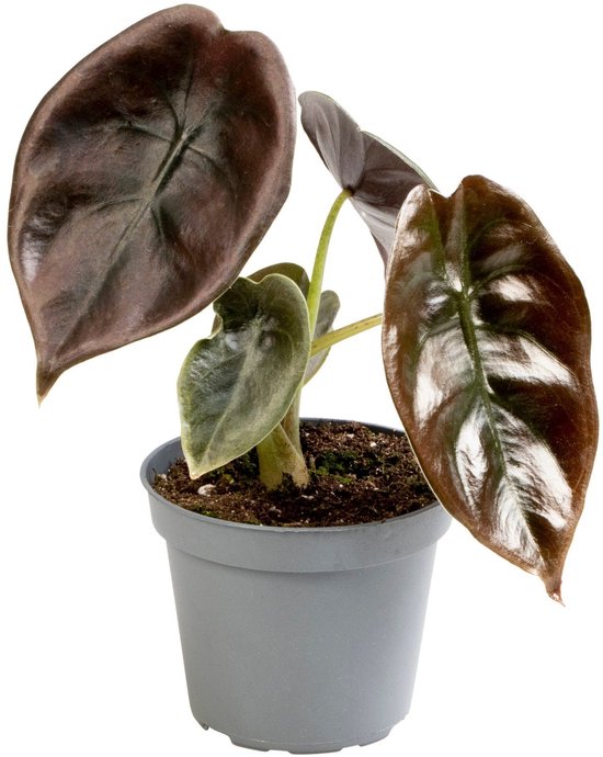 Alocasia Cuprea Red - Hoogte 12cm - Pot 6cm