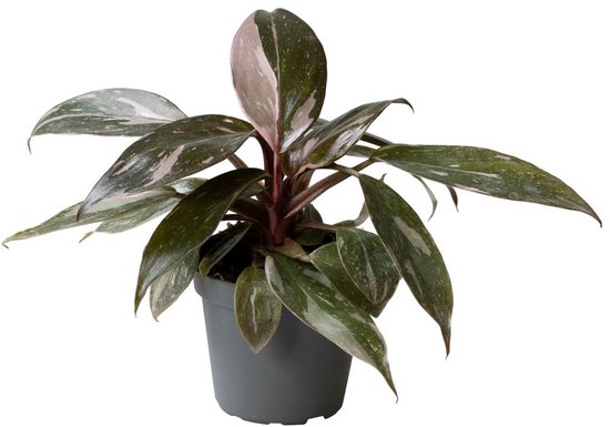 Philodendron Pink Princess Marble - Hoogte 12cm - Pot 6cm
