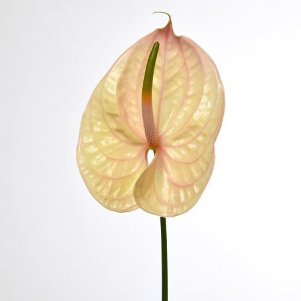 10x Anthurium nunzia 10cm