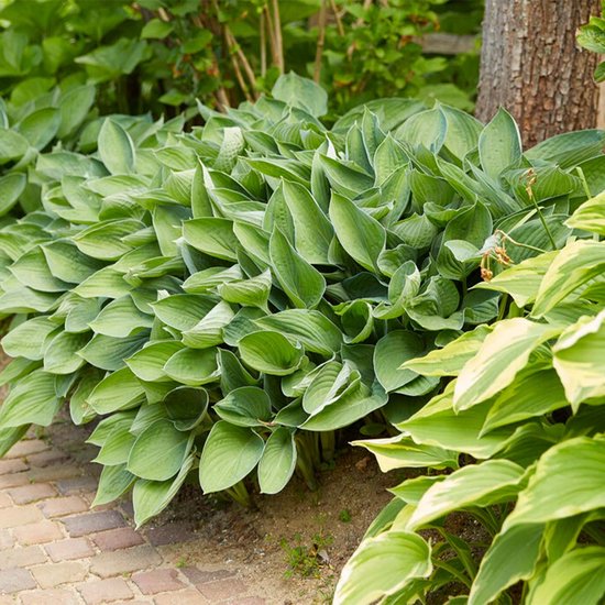 Hosta Sieboldiana Elegans - Set van 6 - Hartlelie