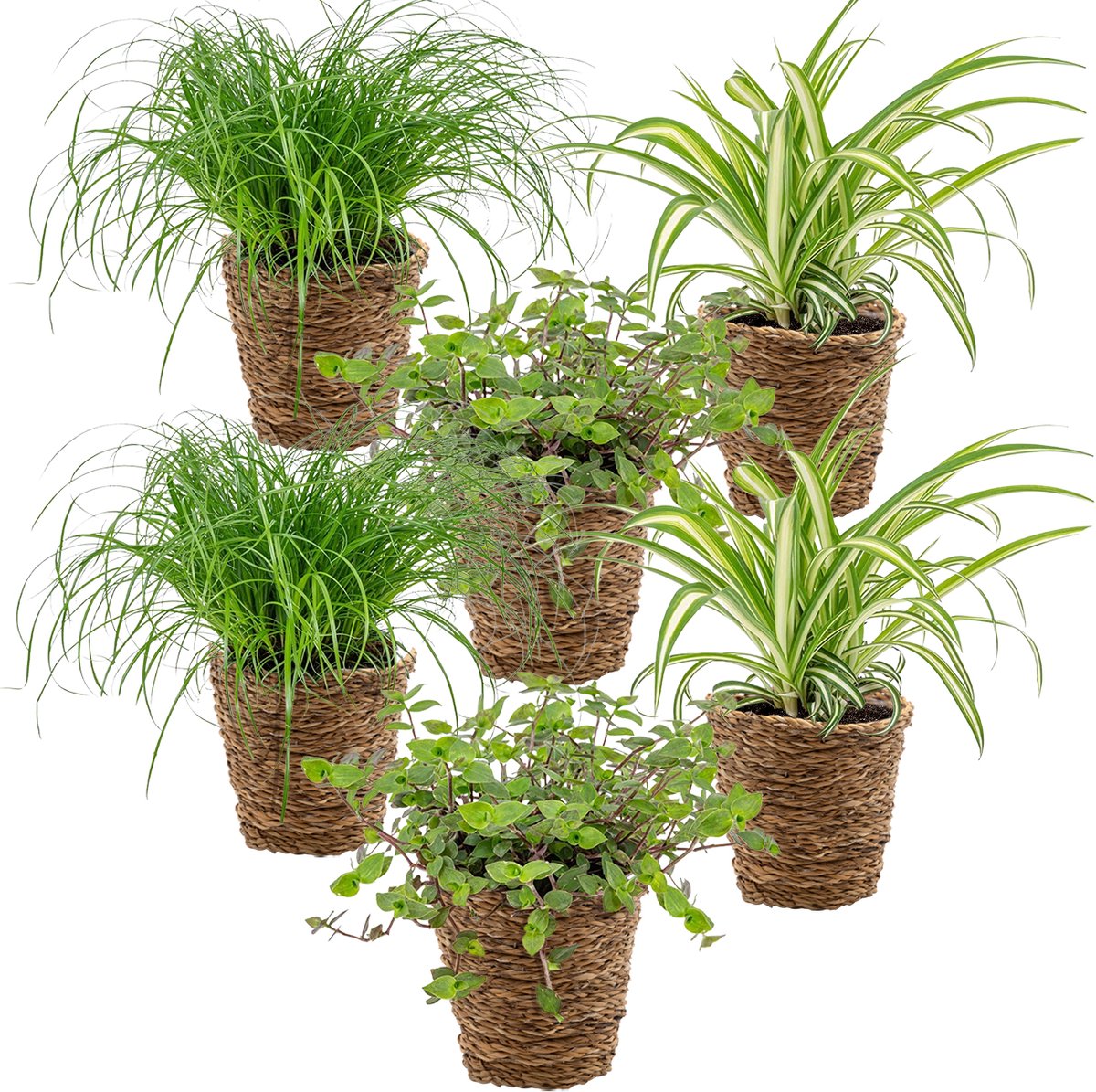 Bol.com Bloomique - Set van 6 - Huisdiervriendelijke planten - Chlorophytum, Cyperus, Callisia - Kamerplanten - Hoogte 20-30 cm ... aanbieding
