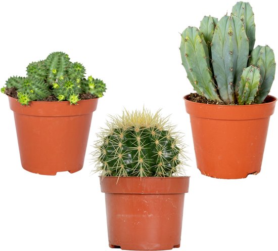 3x Cactus Mix – Succulent – Onderhoudsvriendelijk - ⌀8,5 cm –10-15 cm