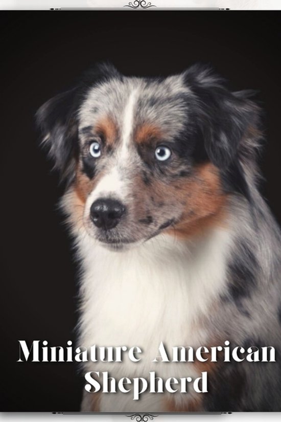Miniature American Shepherd