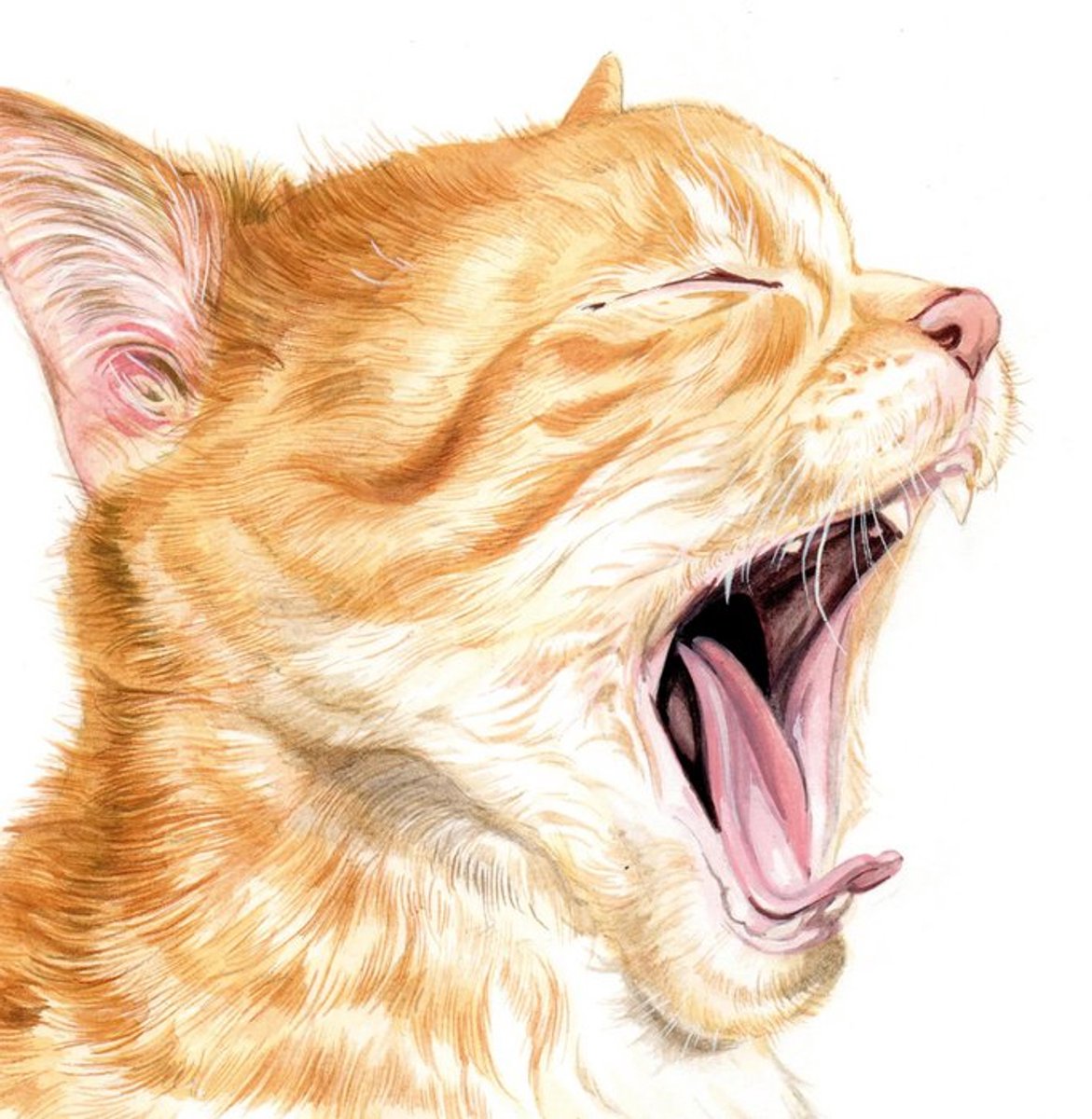 Katdootje - Kaart - Een kitten die gaapt bijt niet
