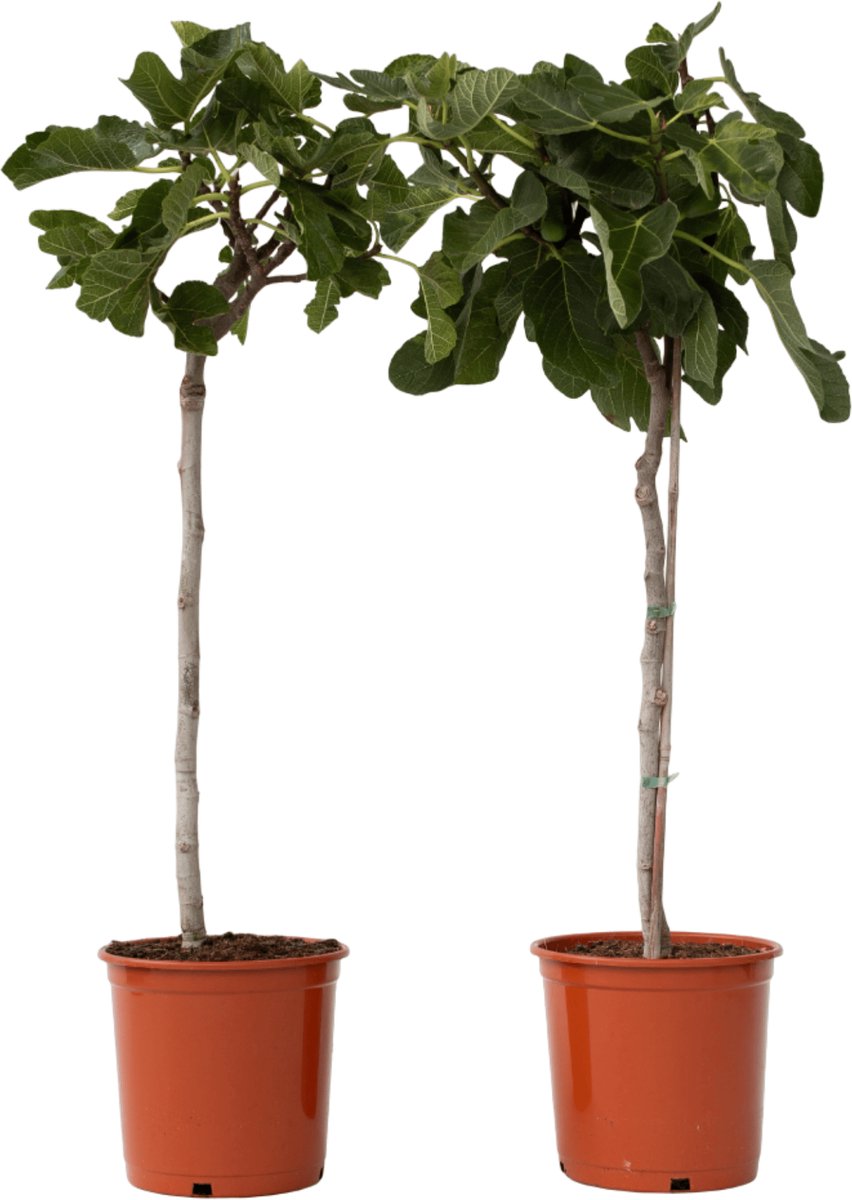 Plant in a Box - Ficus Carica - Set van 2 fruitbomen - Pot 21cm - Hoogte 70-90cm