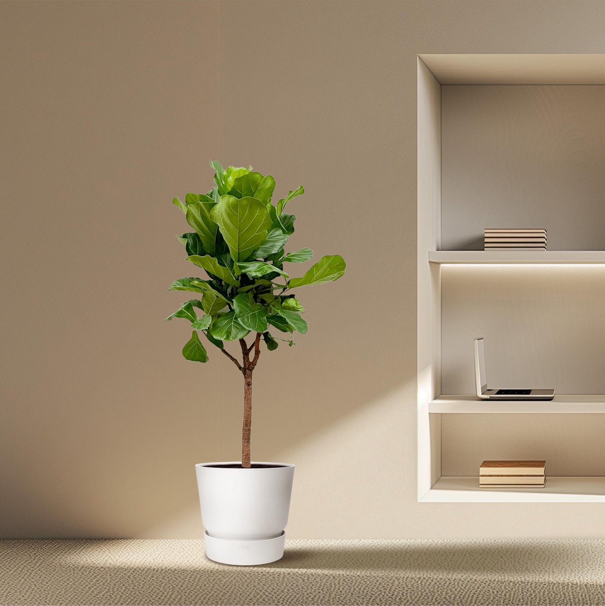 Ficus Lyrata Boom - 180 cm - ⌀30 - Grote Kamerplanten - Vioolbladplant - Indoor Decoratie - Luchtzuiverend