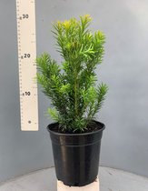 Tip: 48 Stuks Ijzersterke Taxus media Hicksii - 35cm hoog - Haag - Heg - Buxus vervanger - Alternatief - Geen Buxusmot - Beukenhaag - Japanse Hulst - Zwembad - Groeien - Snoeien - Grond - Ile