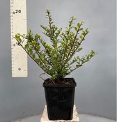 10 Meter - 70 Stuks - Ilex crenata - GREEN GLOSS - 25cm hoog - Haag - Heg - Buxus vervanger - Alternatief - Geen Buxusmot - Beukenhaag - Hulst - Japanse Hulst - Bollen - Beukenhaag - Zwembad 