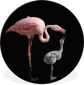 WallCircle - Wandcirkel - Muurcirkel - Flamingo moeder met kind - Aluminium - Dibond - ⌀ 60 cm - Binnen en Buiten