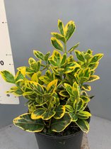 Tip: 70 Stuks Oersterke ilex Euonymus japonicus Aureomarginatus Haag - Heg - Buxus vervanger - Alternatief - Beukenhaag - Hulst - Japanse Hulst - Bollen - Lijkt op Dark Green