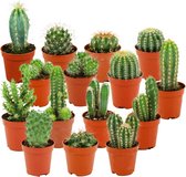 ZynesFlora - Mini Cactussen Mix - 15 Stuks - Ø 5,5 cm - Hoogte: 5-10 cm - Cactus - Kamerplant