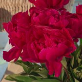 Pioenroos (Pioen lactiflora) 'Karl Rosenfield' | 1 stuk | Bloeiende vaste plant | bloemenpracht in de zomer | Wortelstok | Snijbloem | Geurend | verwilderend | winterhard | Rood