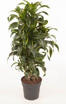 Kamerplant van Botanicly – Drakenboom – Hoogte: 95 cm – Dracaena derem. Dorado