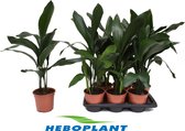 Kamerplant van Botanicly – Kwartjesplant – Hoogte: 70 cm – Aspidistra