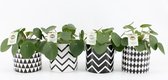 Kamerplanten van Botanicly – 4 × Pannenkoekenplant – Hoogte: 20 cm – Pilea peperomioides