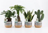 Kamerplanten van Botanicly – 4 × Planten Mix – Hoogte: 35 cm – Mix
