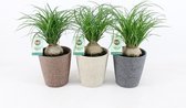 Kamerplanten van Botanicly – 3 × Olifantenpoot – Hoogte: 35 cm, 3 takken – Beaucarnea