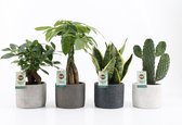 Kamerplanten van Botanicly – 4 × Planten Mix – Hoogte: 35 cm – Mix