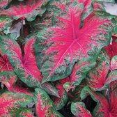 Caladium Wildfire