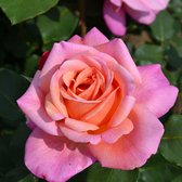 3x Rosa hybride "Myveta" | Rozenstruik winterhard | Roze bloemen | Grootbloemig | Kale wortel planten | Leverhoogte 25-40cm