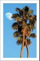 Walljar - Palmbomen En Maan - Muurdecoratie - Poster met lijst