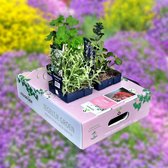 Tegeltje Gemak - Groen Cadeau - plantenmix - drie vaste planten - bodembedekkers