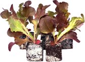 Eikenbladsla (rood) planten - 10 planten - groenteplanten - in blokken van 4x4cm