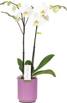 Maistro Beethoven orchidee wit in Molise lilac pot | Ø 12 cm | ↕ 50-65 cm