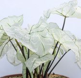 Caladium Candidum SR