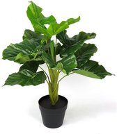Colocasia plant 60cm