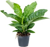 Plantenwinkel Anthurium Elipticum Jungle Bush S 55 cm kamerplant