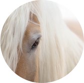 Muursticker Haflinger close-up -Ø 130 cm