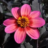 Dahlia Dahlegria Tricolore | 1 stuk | Enkelbloemige Dahlia | Bij en vlinderlokkend | Knol | Geschikt voor in Pot | Geel | Rood | Roze | Dahlia Knollen van Top Kwaliteit