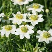 12x Anemoon (Anemone Annabella 'White') - P9 pot (9x9)