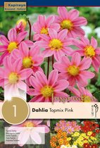 Dahlia 'Topmix pink' - zomerbollen