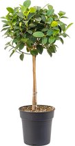 Kamerplant van Botanicly – Ficus Rubiginosa Australis – Hoogte: 75 cm