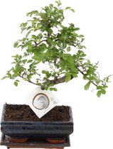 Bonsai van Botanicly – Zelkova Parv. Bonsai – Hoogte: 25 cm